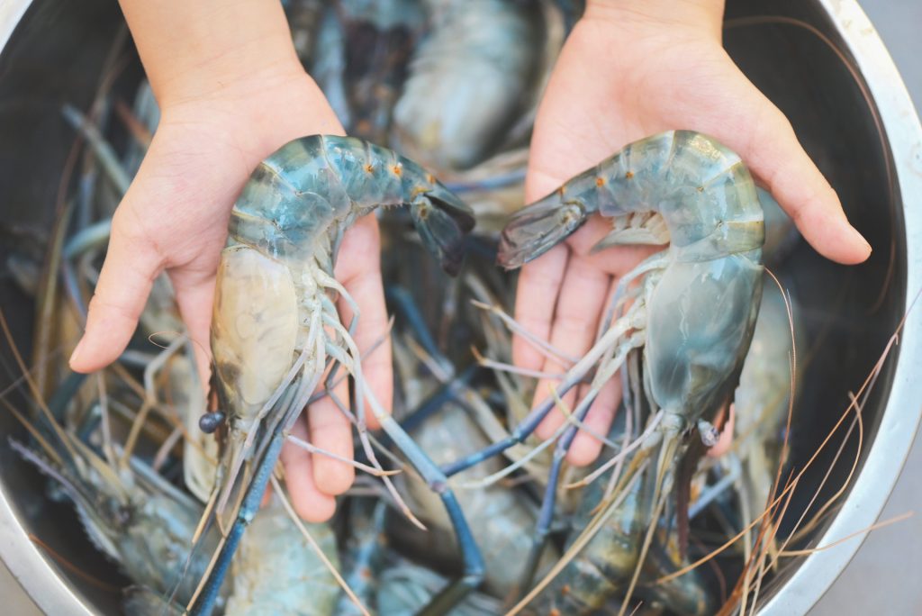 Tim Aquaculture YUKI Water Treatment Hadirkan Solusi Terbaik untuk Tambak Udang