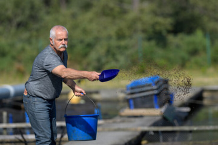 Manfaat pemuasaan pada udang