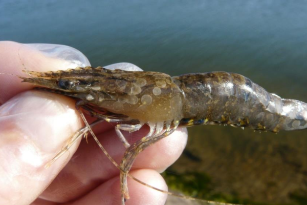 penyebab penyakit pada udang vaname