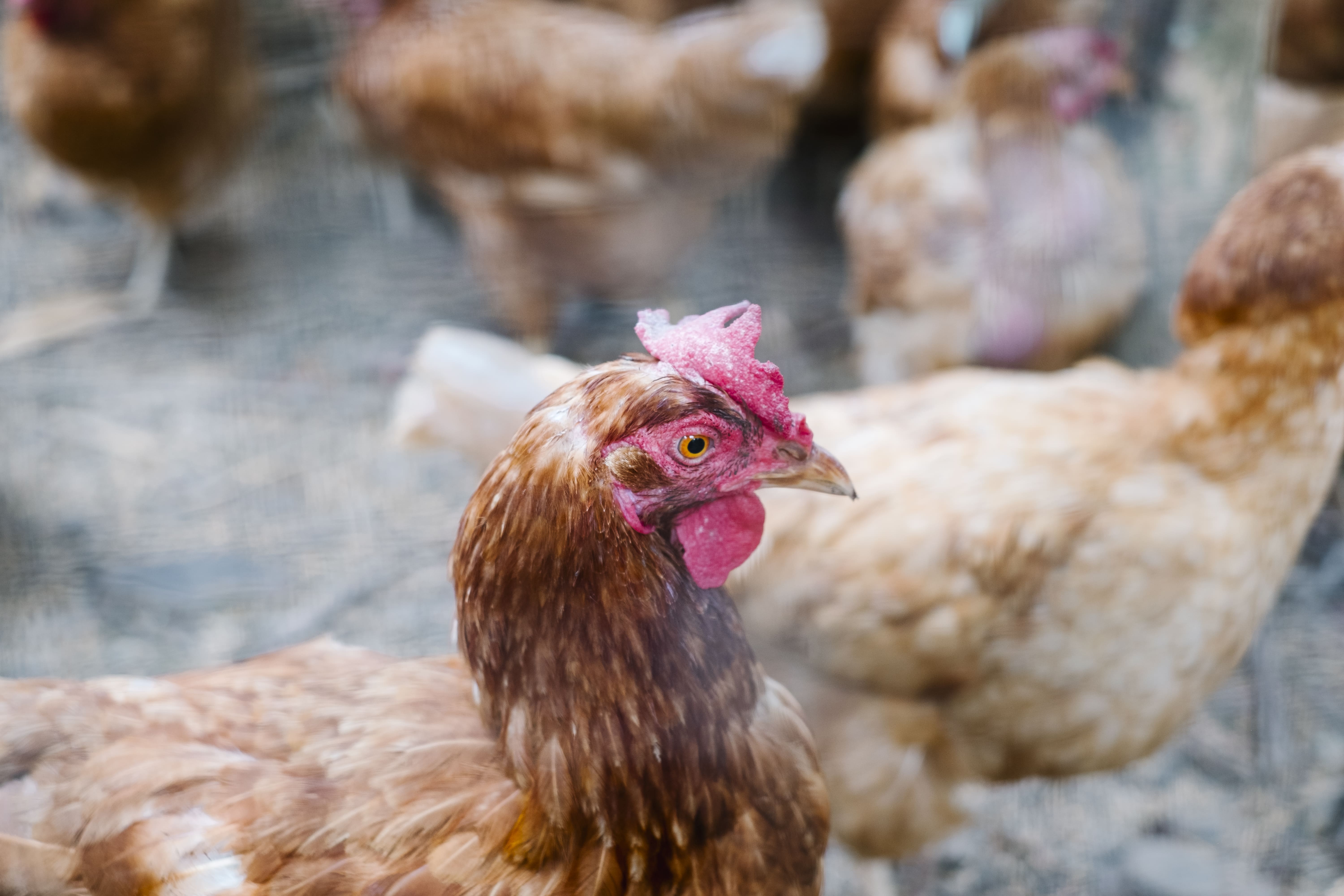 Ayam rentan mengalami dehidrasi