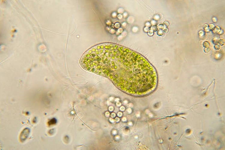 Protozoa Koksidiosis