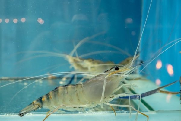 Kadar oksigen untuk hatchery udang