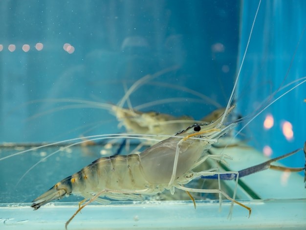Kadar oksigen untuk hatchery udang