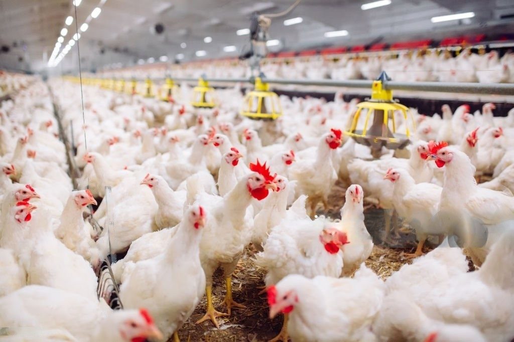 Benarkah Klorinasi Air Minum Ayam Broiler Dapat Meningkatkan Mortalitas?