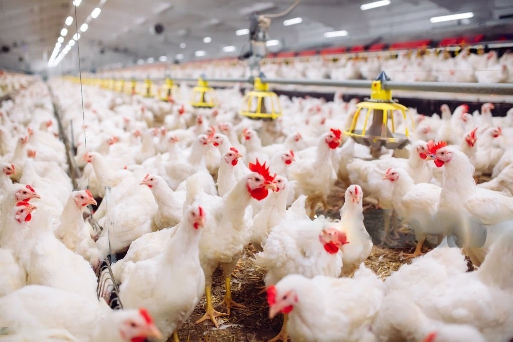 Benarkah Klorinasi Air Minum Ayam Broiler Dapat Meningkatkan Mortalitas?