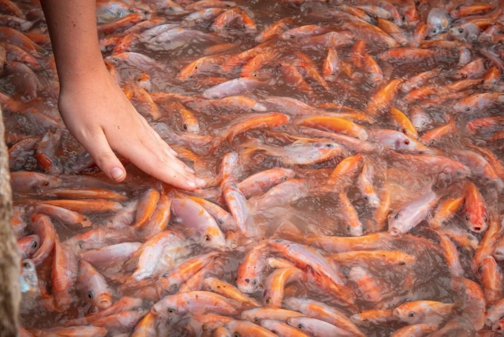 Recirculating Aquaculture System (RAS)