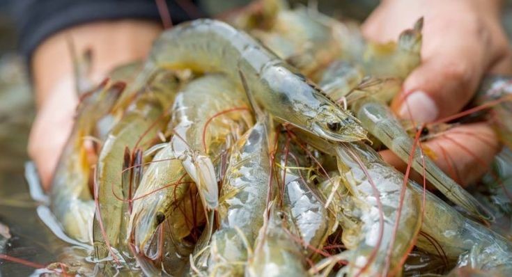 Cegah Penyakit IMNV Pada Udang dengan UVC ULTRAAQUA
