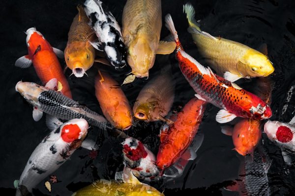 Budidaya Ikan Koi dengan Sistem RAS