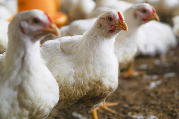 Gangguan Pernapasan Ayam di Musim Lembap