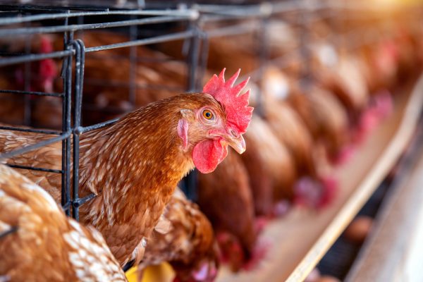 Pentingnya water treatment di peternakayan ayam untuk mendukung ketahanan pangan nasional