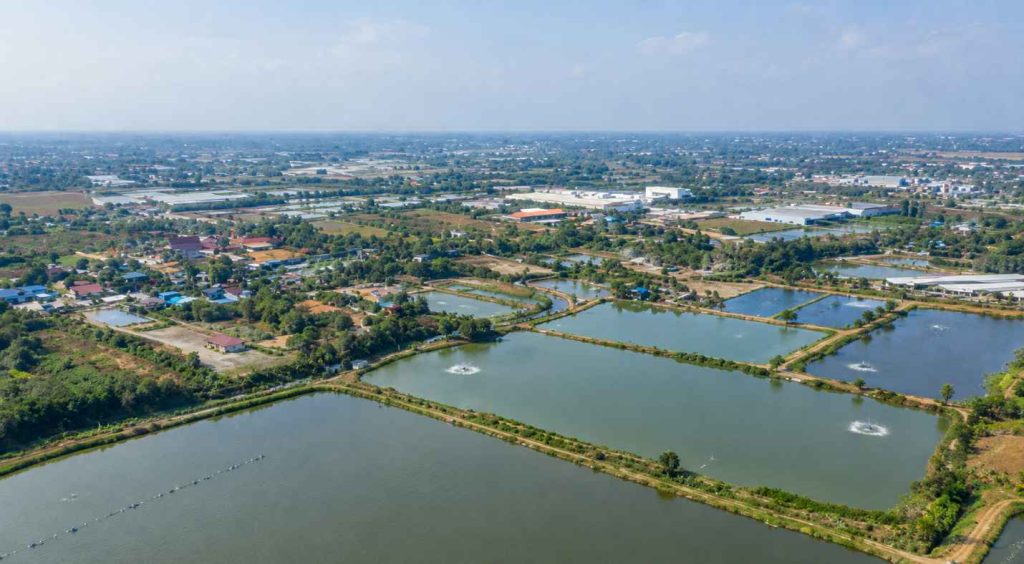 Amonia Tambak